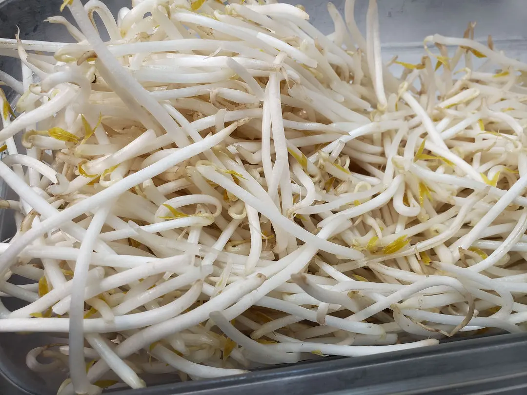 bean sprouts