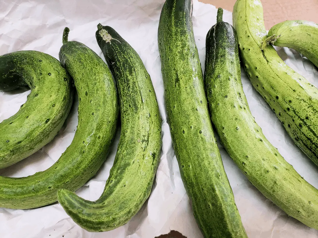 Korean Cucumber from hannaone's garden
