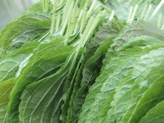 perilla leaves