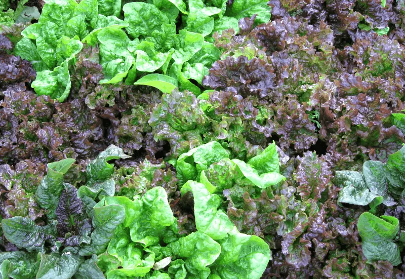 leaf lettuce from hannaone's garden